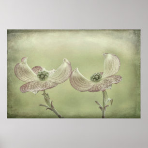Poster Close-up of Pink Dogwood   Seabeck