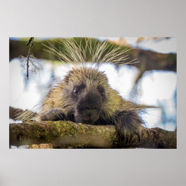 Poster Close-up of porcupine in a tree (Devant)