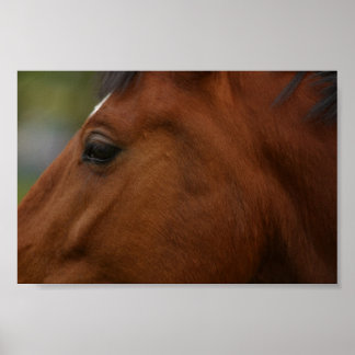Poster Closeup de Bay Horse