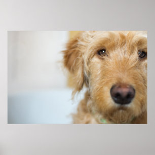 Poster Closeup de Goldendoodle