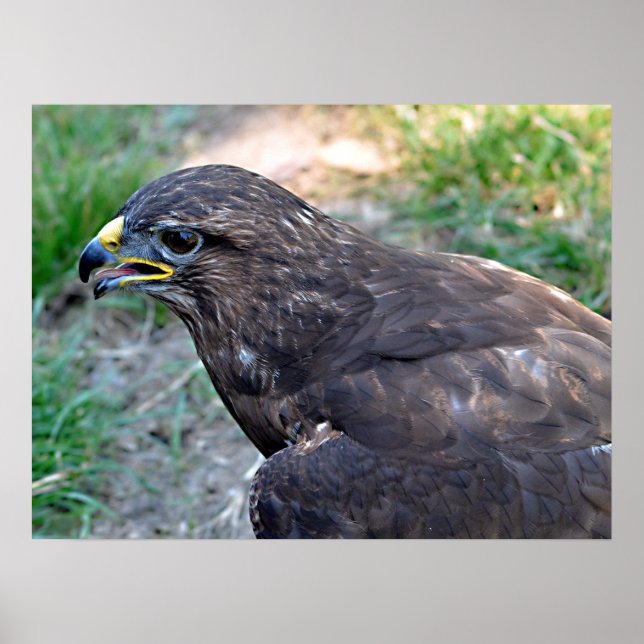 Poster Closeup de Harris Hawk vu d'au-dessus de la carte  (Devant)