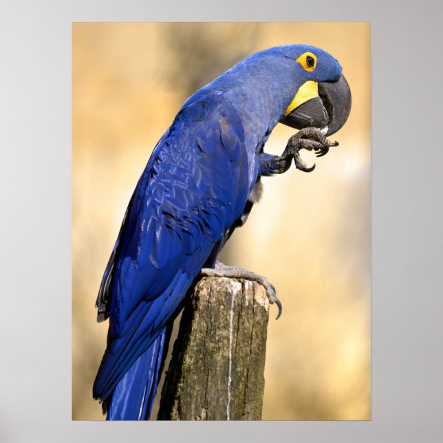 Poster Closeup de Hyacinth macaw perché sur un poteau de  (Devant)