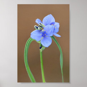 Poster Closeup de la fleur d'araignée