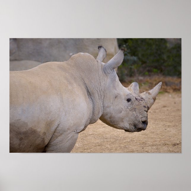 Poster Closeup de rhinocéros blanc (Devant)