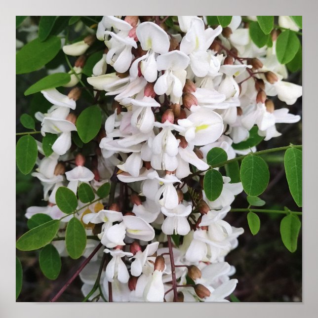 Poster Closeup des fleurs d'acacia (Devant)