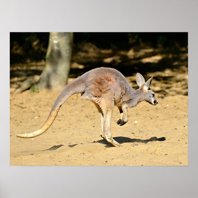 Poster Closeup kangourou marche carte postale (Devant)