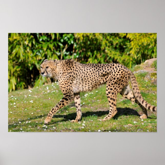 Poster Closeup of African Cheetah (Devant)