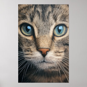 Poster Closeuse de chat de tabby gris