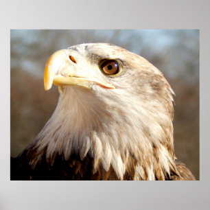 Poster Closeuse de l'aigle américain