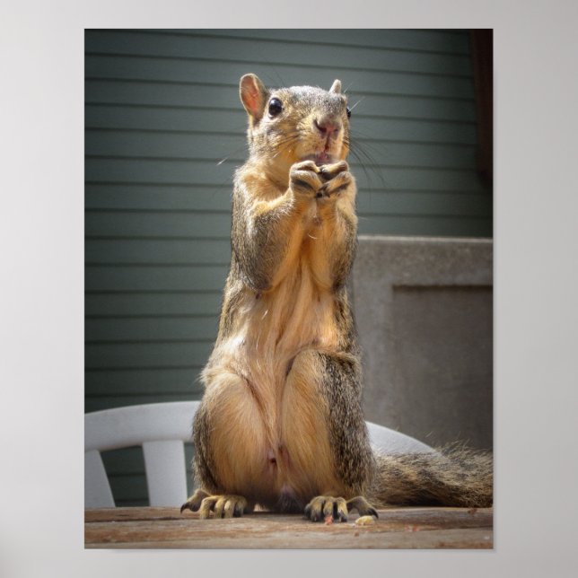 Poster Closeuse d'écureuil mignon avec noix 3 (Devant)