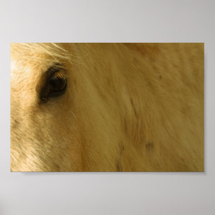 Poster Closeuse du cheval blanc