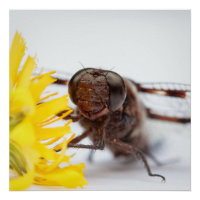 Closeuse libellule face et jaune Dandelion fleur