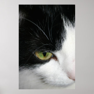 Poster Closeuse oculaire de chat