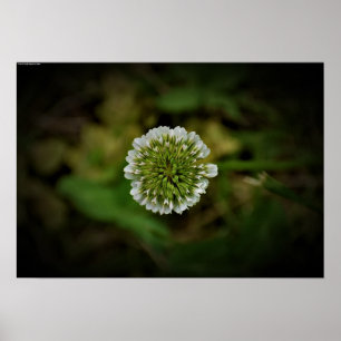 Poster Clover,