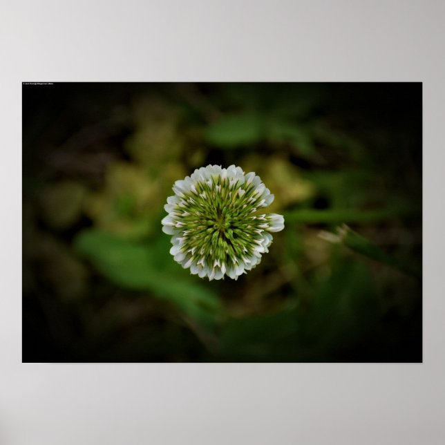 Poster Clover, (Devant)