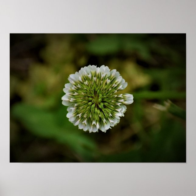 Poster Clover, (Devant)