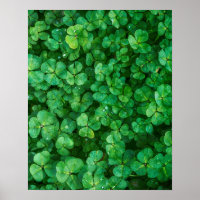 Clovers vert feuillu avec gouttelettes d'eau