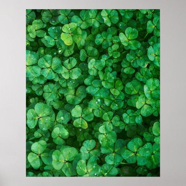 Poster Clovers vert feuillu avec gouttelettes d'eau (Devant)