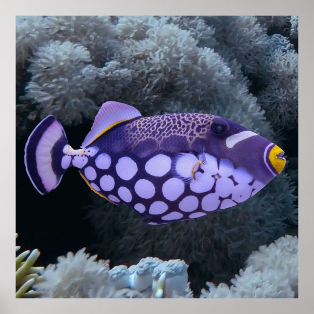 Poster Clown triggerfish (Devant)