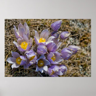 Poster Cluster Crocus