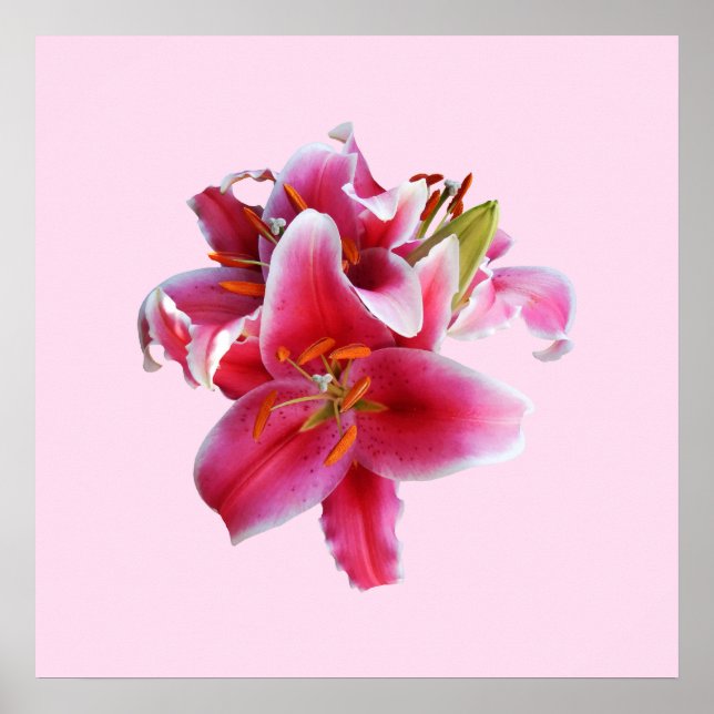 Poster Cluster de Stargazer Lilies (Devant)