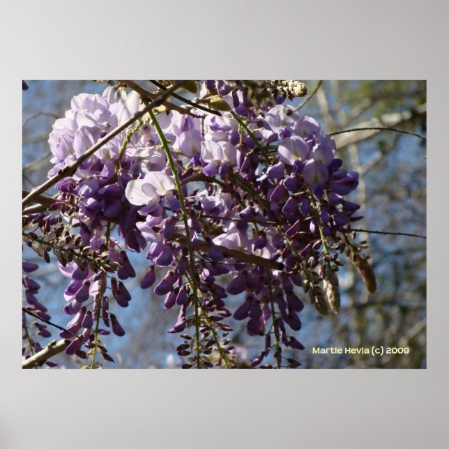 Poster Cluster Wisteria (Devant)