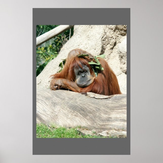 Poster Clyde (Devant)