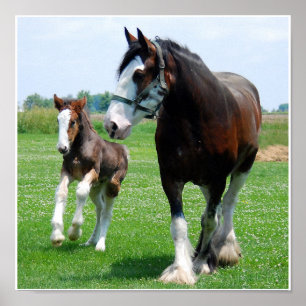 Poster Clydesdale et Filly