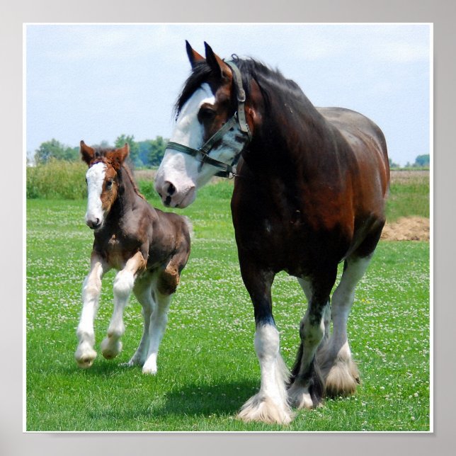 Poster Clydesdale et Filly (Devant)