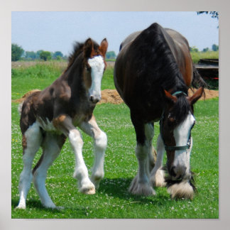 Poster clydesdale et filly print