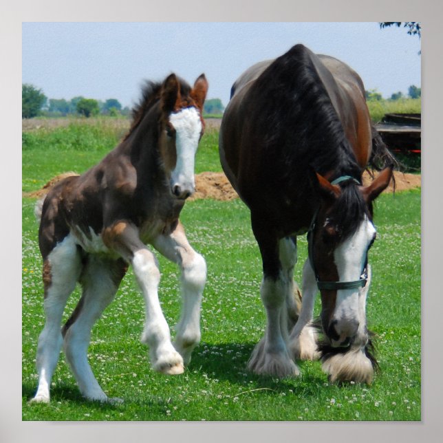 Poster clydesdale et filly print (Devant)