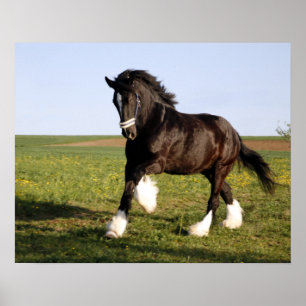 Poster Clydesdale Horse