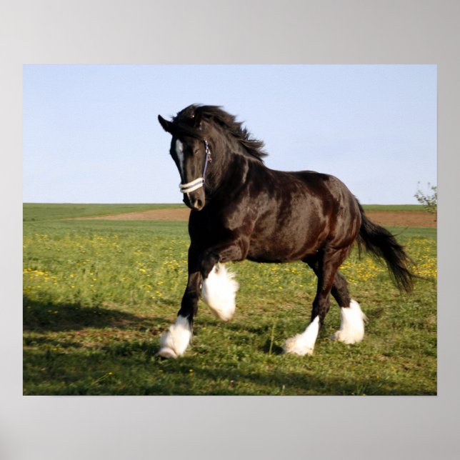 Poster Clydesdale Horse (Devant)