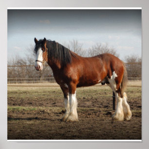 Poster Clydesdale stud Print