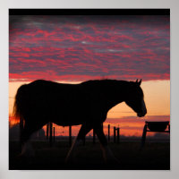 Clydesdale Sunset