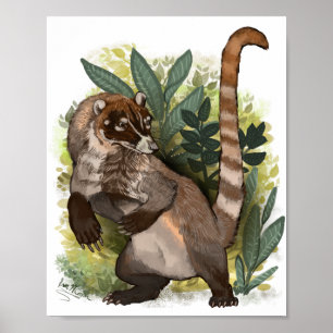 Poster Coatamundi ou Coati noir blanc