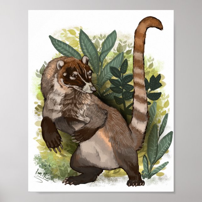 Poster Coatamundi ou Coati noir blanc (Devant)