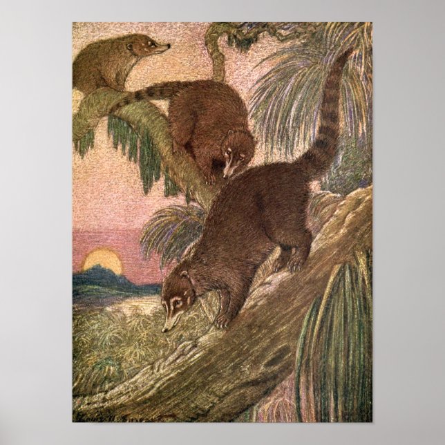 Poster Coatimundi par Louis Sargent, Animaux sauvages Vin (Devant)