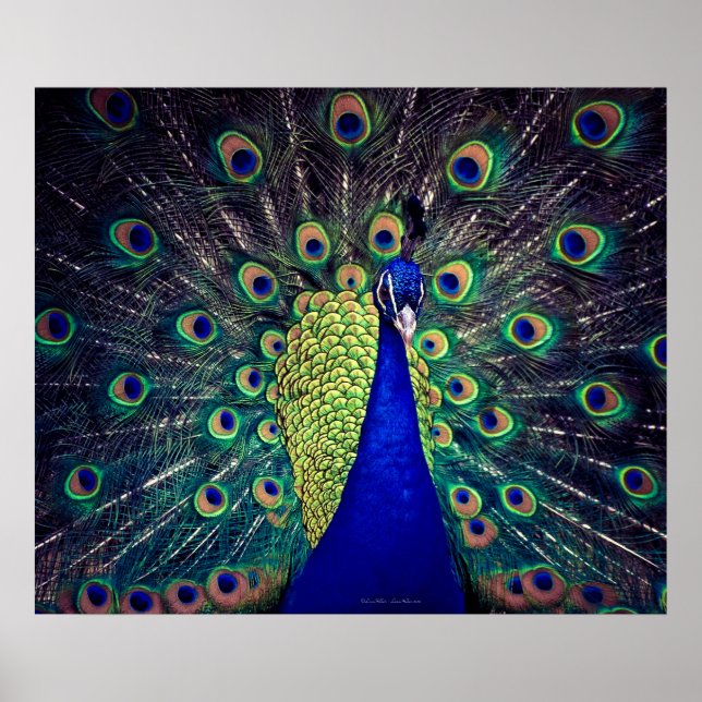 Poster Cobalt Blue Peacock (Devant)