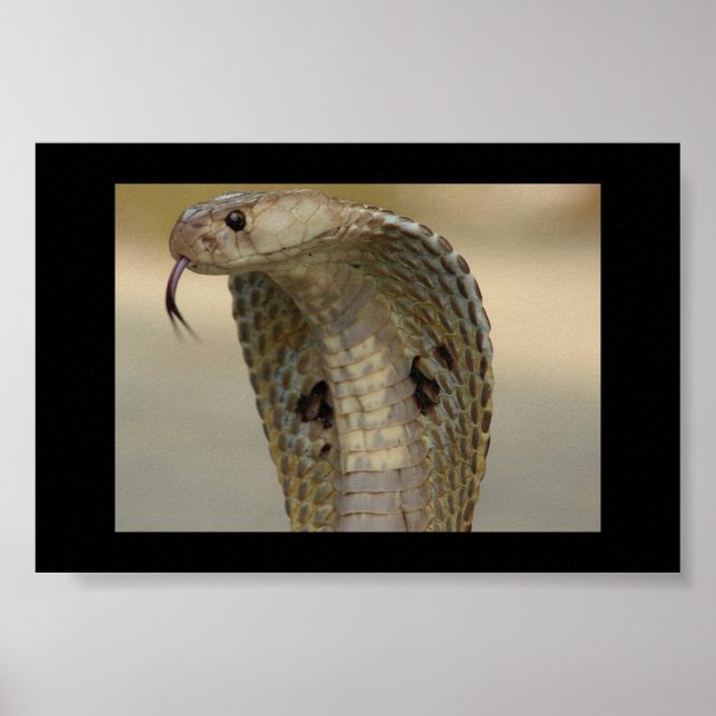 POSTER COBRA (Devant)