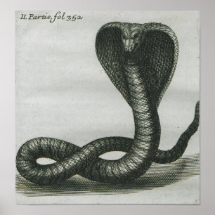 Poster Cobra