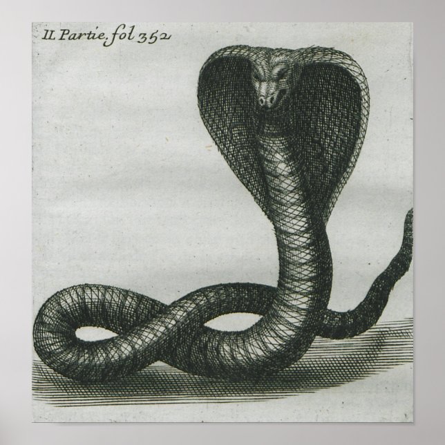 Poster Cobra (Devant)