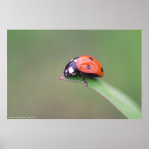 Poster coccinelle