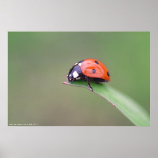 Poster coccinelle