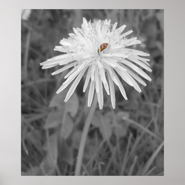 Poster Coccinelle (Devant)