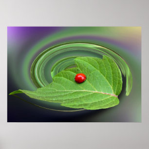 Poster coccinelle