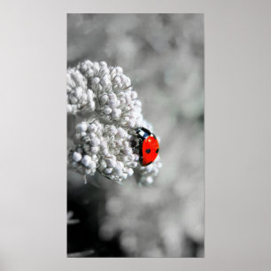 Poster Coccinelle - B&W