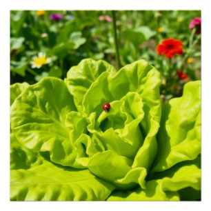Poster Coccinelle chanceuse