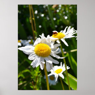 Poster Coccinelle et marguerites