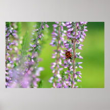 Coccinelle sur des fleurs violettes